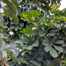 タコに似ているとされる希少な花が咲く♡庭木にした場合の20年後の観葉植物なのか!