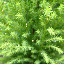 真のゴールドクレストは……俺だ!! ☆Gold Crest☆