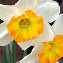 【身近な植物の毒の謎に迫る】「スイセン」にまつわる身の毛もよだつ怖い話。可愛いけど触っちゃダメ?