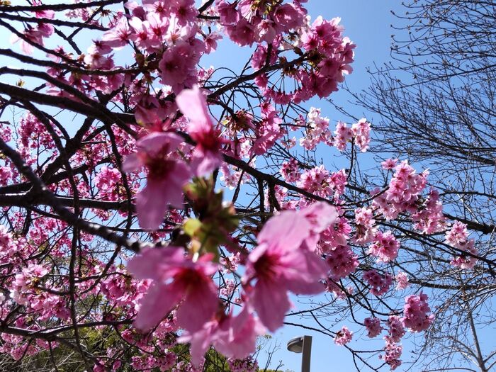 桜の季節　ツツジの綺麗に咲いていて　昔の事を思い出しました！