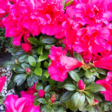 【怖いけど気になる毒の話】ツツジの花の蜜って甘いよね、子供が吸ってはだめなの?ツツジは毒あるの?