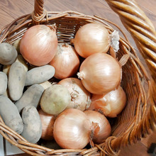 【身近な毒】桜満開の時期は我が家のじゃが芋の芽もわんさか♡悲報を避ける為にしたいこと