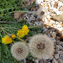 【身近な雑草】昔聞いたタンポポの「綿毛」が耳に入ると危険って本当?クローンなタンポポって?