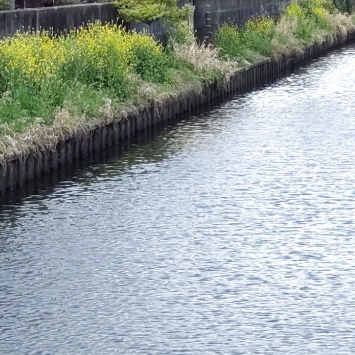 【アブラナ科雑草の仲間】アブラナ科の特徴の4弁の十字状花で菜の花にそっくりだけど、要注意!