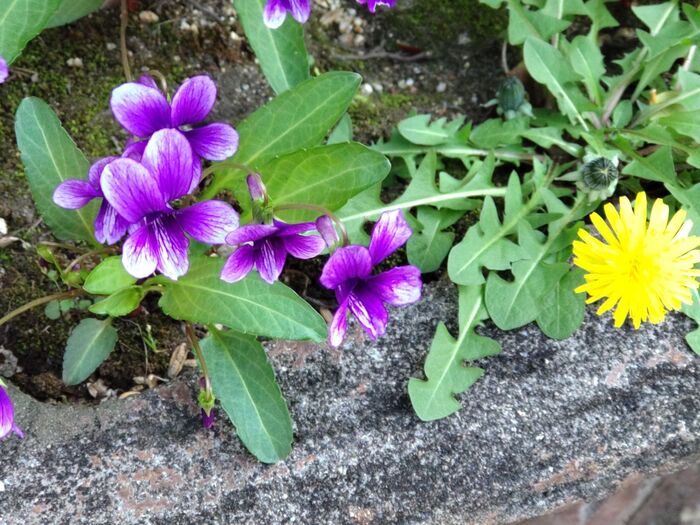【春の道端の可愛い野草】スミレは漢字で「菫」だけど植物界最強の毒花と同じ読み方なの?毒があるの?
