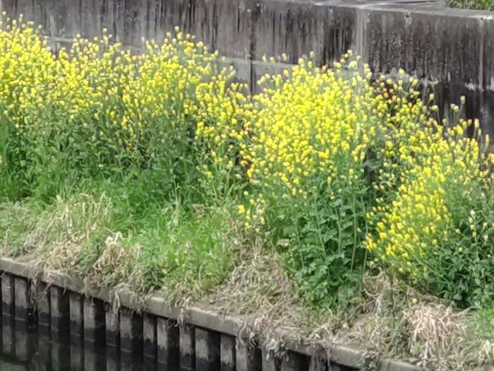 菜の花みたいなお花だけど、厄介な雑草も身近にいるんですね！