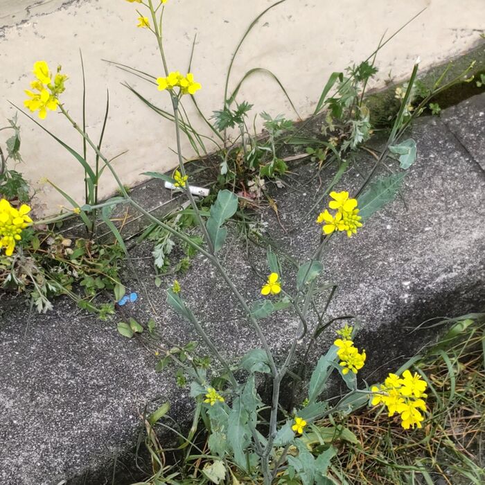 車がすぐそばを通る環境の悪い場所でも咲いています