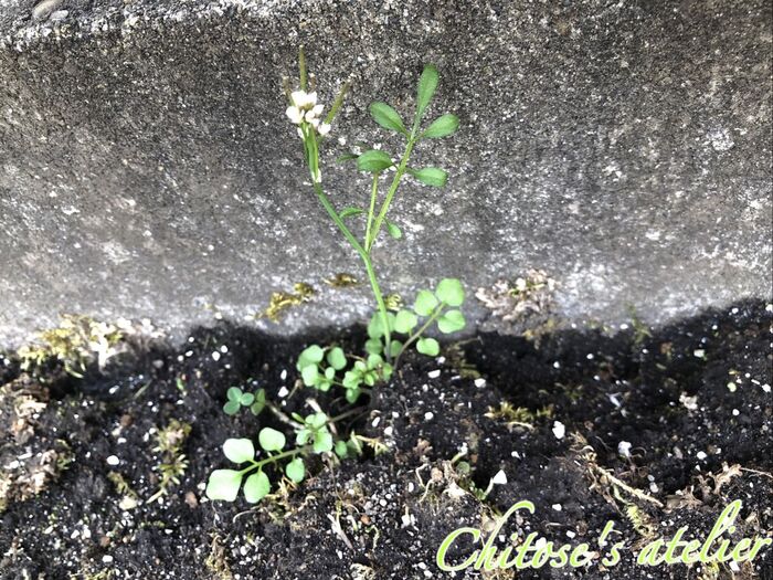 ちょっと厄介。春を告げる白い花【タネツケバナ】