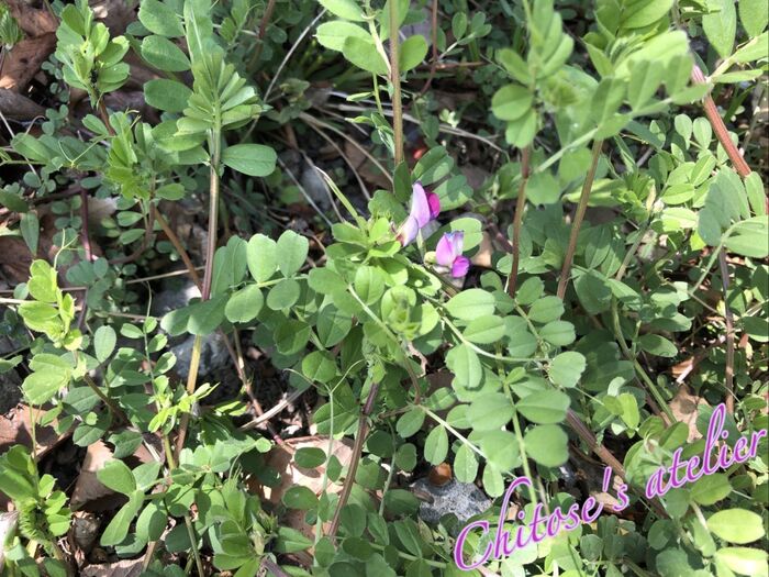 実は使える草花☆【カラスノエンドウ】