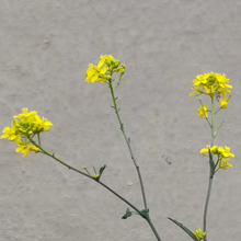 【身近な雑草の危険】菜の花にそっくりで綺麗はダメダメ!知ってびっくり!デビルなのね~!