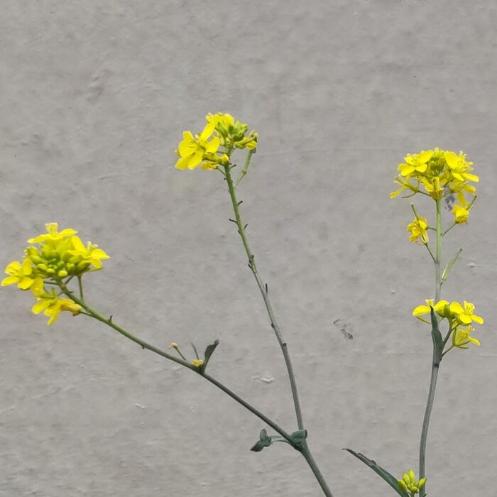 【身近な雑草の危険】菜の花にそっくりで綺麗はダメダメ!知ってびっくり!デビルなのね~!