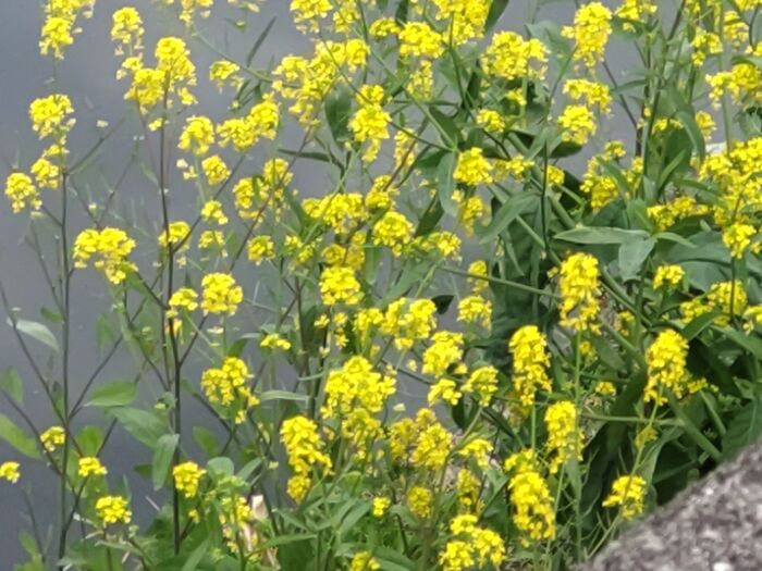 群生して、花が咲いて、とっても春らしいんだけど・・・