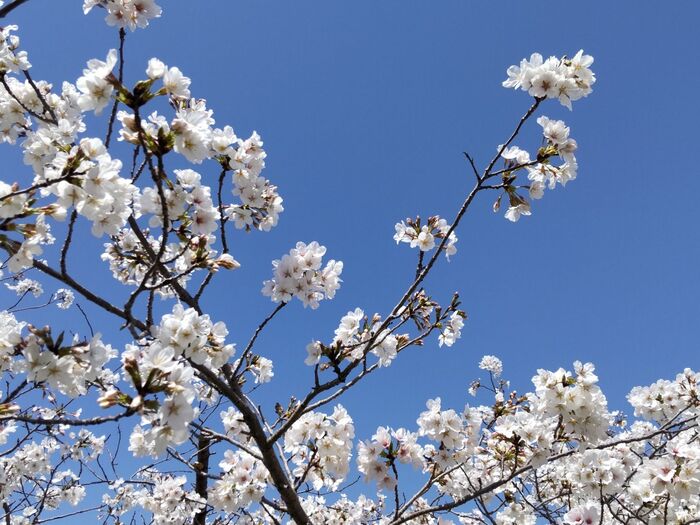 桜の季節、スミレの花も、道端で咲いています!