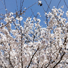 ソメイヨシノの桜のすべてが、クローンって本当?花言葉が怖いの?さくらんぼの木って?