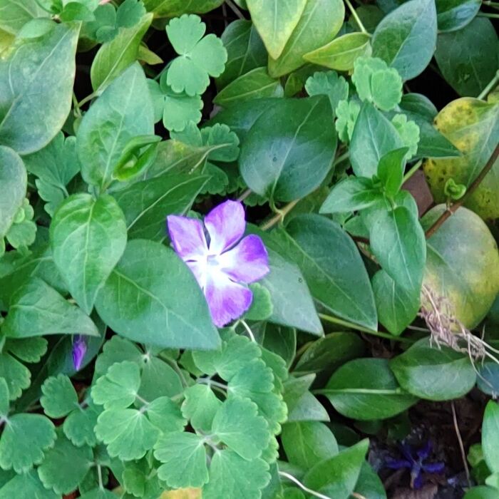 ツルニチニチソウは上品な青紫色の花が魅力だけど、別名がなんだか怖い！