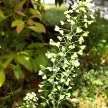 【知れば知るほど、実用的で凄~~く情熱的なナズナ】驚きの花言葉とは?!七草粥に子どもの遊びにも♪