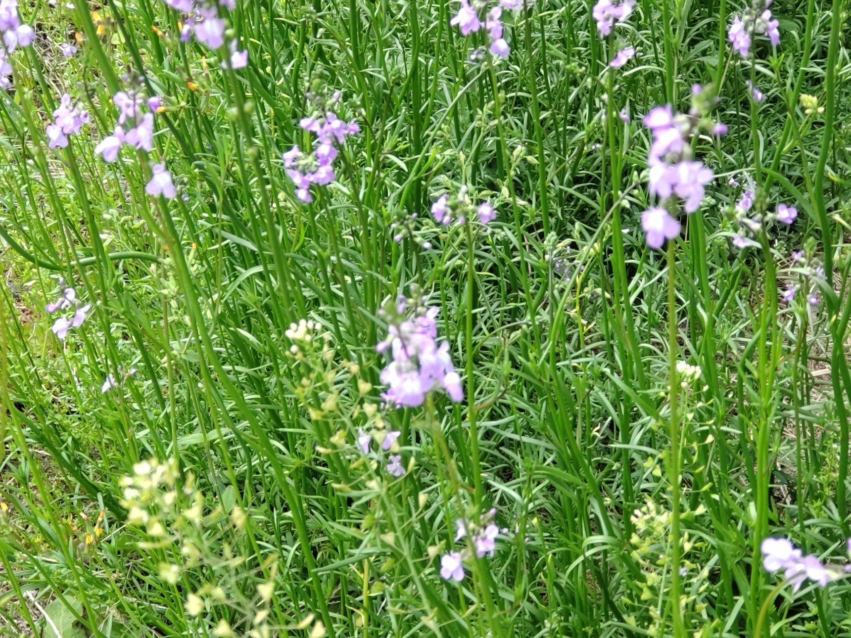春の空き地に咲く「マツバウンラン」という名前の雑草（野草）です。茎に青紫色の小さな花が穂のように付きます