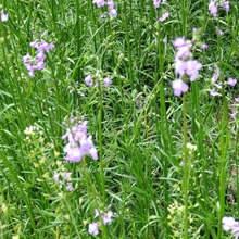 【道端で出会う雑草】今まで出会った雑草で一番魅力的かも♡風に揺れる姿が素敵です。名前は?