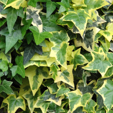 【道端の雑草化したアイビー】ツル植物は【束縛系】の怖い花言葉が多い。アイビーは特別恐ろしい!!