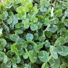 【身近な雑草クローバー】四つ葉のクローバーの見つけ方!発生率は?庭に植えると悲報の元って本当?