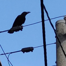 【都会のカラスが狂暴化?】身近な危険、からすネットが無料貸し出し?