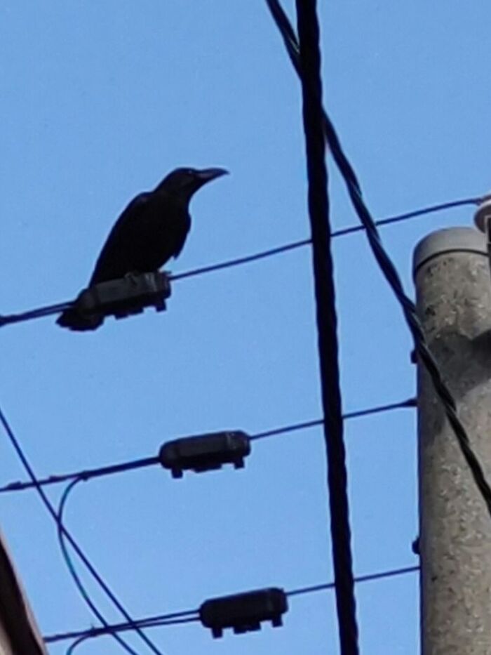 【都会のカラスが狂暴化?】身近な危険、からすネットが無料貸し出し?