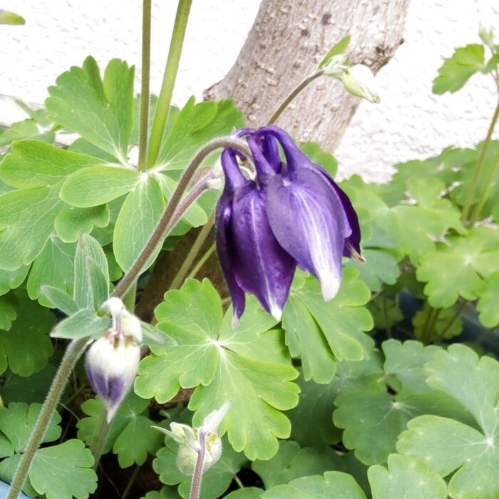 【道端の危険な雑草】雑草化した不思議な怖いお花。花言葉は「愚か」今日も下を向いて咲きます。有毒植物？