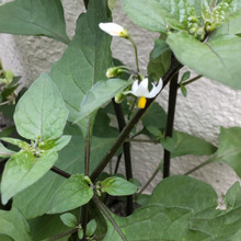 【身近な危険な雑草】熟した黒い小さな実は子供が食べちゃいそう。危険なの?花言葉の「嘘つき」に納得!