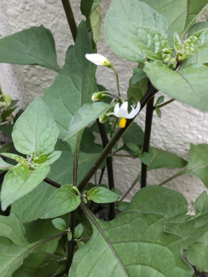 【身近な危険な雑草】熟した黒い小さな実は子供が食べちゃいそう。危険なの?花言葉の「嘘つき」に納得!