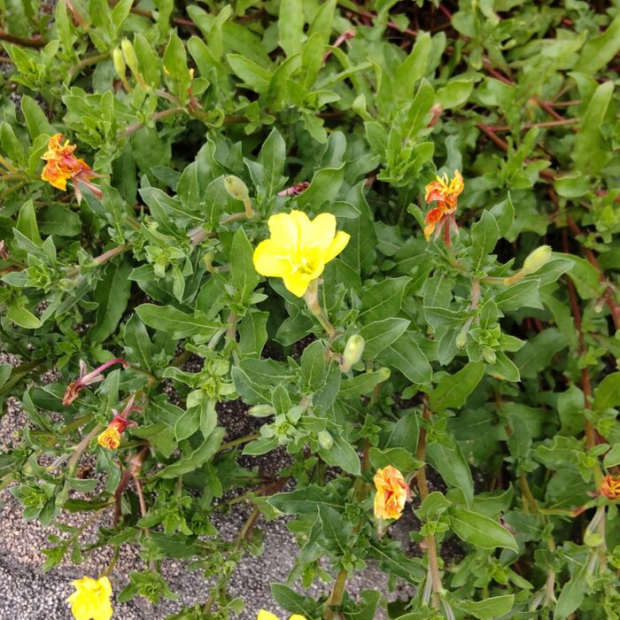 夜に咲く花なので、ほとんどクシャクシャになって、オレンジかがってしぼんでしまいます