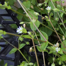 【春の道端の雑草】春の七草のひとつです♡白くて清楚な花だけど、花言葉が意味深でヤバすぎる?!