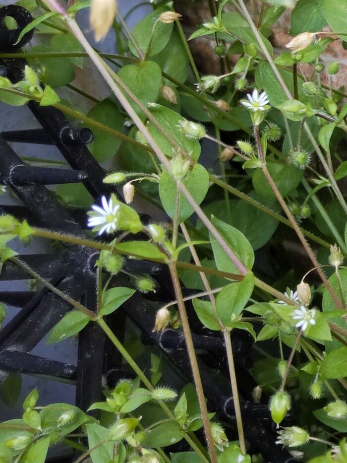 【春の道端の雑草】春の七草のひとつです♡白くて清楚な花だけど、花言葉が意味深でヤバすぎる?!