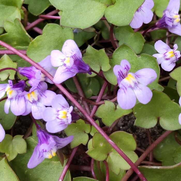 【春の道端の雑草】花言葉を知ったらちょっと見方が変わってしまい、怖くなりました。血管みたいな茎?