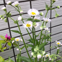 【春の道端の雑草】別名「貧乏草」!言い伝え通り、摘んだり折ったりしたら貧乏になるの?厄介なの?