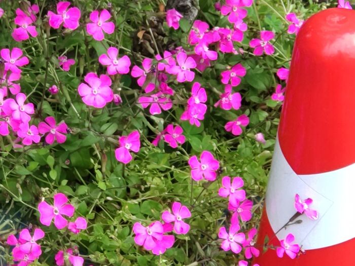 こちらも可愛い!「イモカタバミ」に似ていますね♪