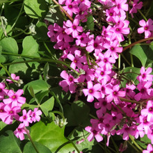 【春の道端の厄介な雑草】めちゃ可愛い「オキザリス」とは♡雑草とは呼ばせない!魅惑のピンクの雑草達♪