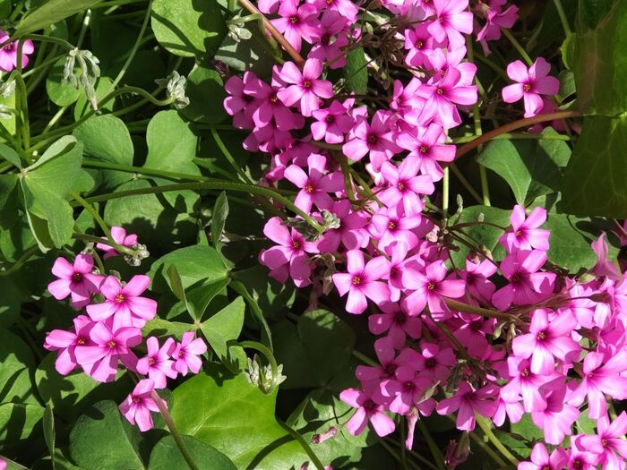 【春の道端の厄介な雑草】めちゃ可愛い「オキザリス」とは♡雑草とは呼ばせない!魅惑のピンクの雑草達♪