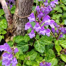 【道端の春の雑草】ミニチュアサイズが雑草の魅力♡紫色の花が超可愛い♡強烈過ぎる花言葉にドン引き!