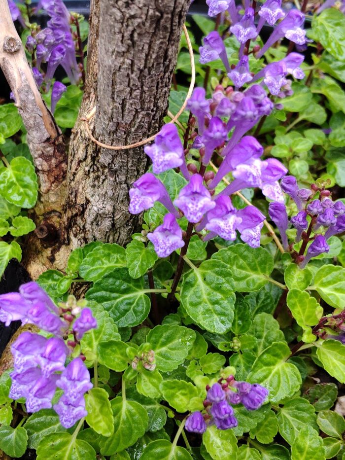 【道端の春の雑草】ミニチュアサイズが雑草の魅力♡紫色の花が超可愛い♡強烈過ぎる花言葉にドン引き!