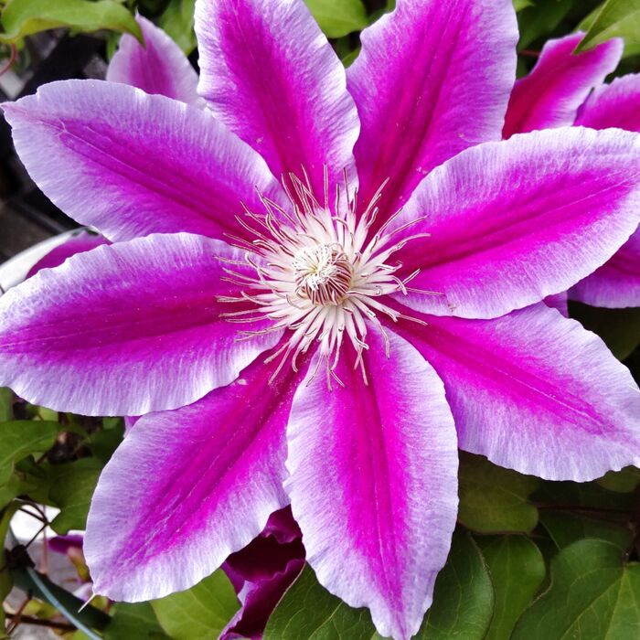 【実は危険de取り扱い注意な花】蔓性植物の女王の「クレマチス」!花言葉は怖い?その訳に納得です