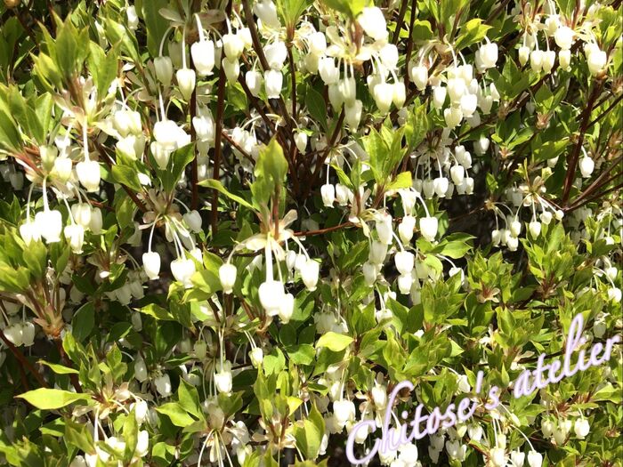 厳しい環境にも耐える縁起のいい花☆でも似たような花に毒草もあるから注意も必要
