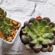 【ダイソー】多肉植物をお揃いっぽくして2個購入♡どっちか偽物です。分かります?