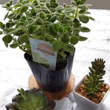 【アロマティカス】可愛い多肉植物♡ハーブティーの作り方&ゴキブリを寄せ付けないって、なぜ?