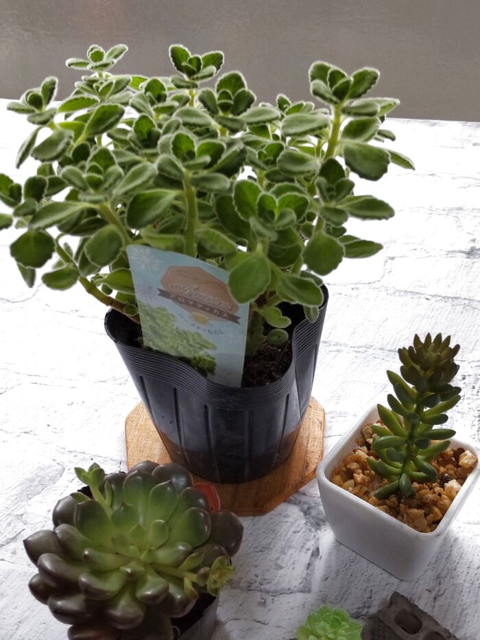 【アロマティカス】可愛い多肉植物♡ハーブティーの作り方&ゴキブリを寄せ付けないって、なぜ?