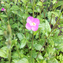 「春の道端の雑草」出会えたらラッキーな可愛い雑草♡激似のお花との簡単な見分け方とは?