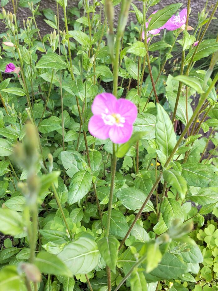 「春の道端の雑草」出会えたらラッキーな可愛い雑草♡激似のお花との簡単な見分け方とは?