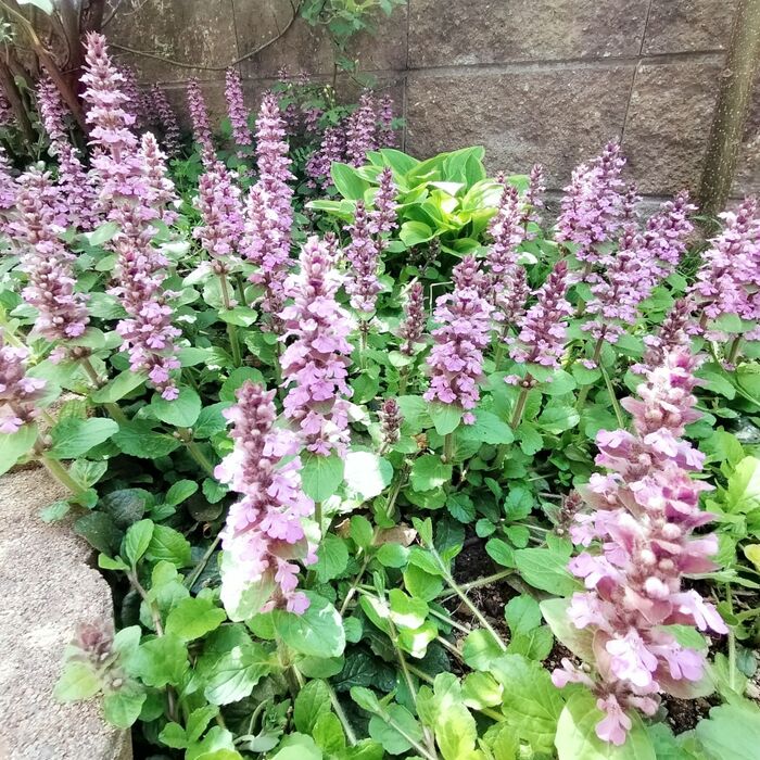 【雑草対策】植物は植物で制す!グランドカバー3種