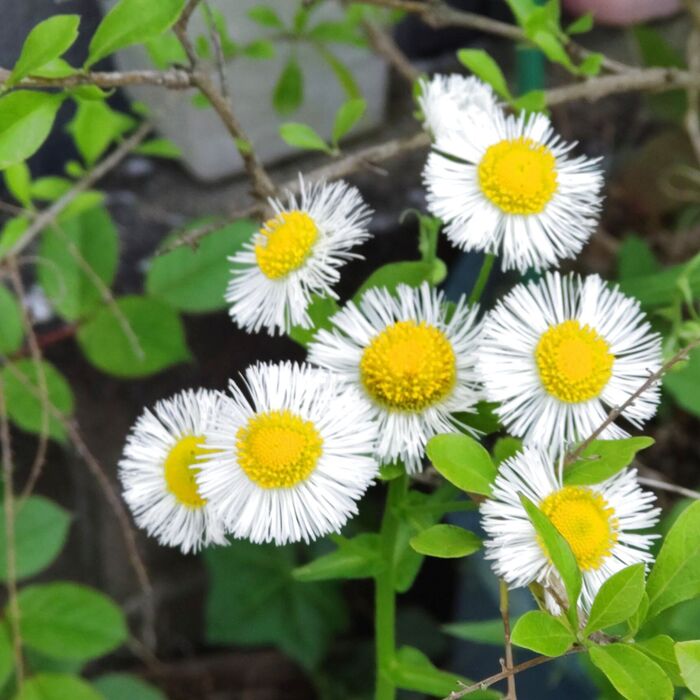 【春の道端の雑草】可憐な花は別名貧乏草の「ヒメジョオン」!日本の侵略的外来種ワースト100に選定?!