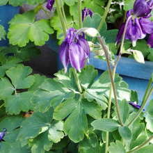 【春の道端の危険な雑草】ゾゾゾッ!下を向いて咲く花ですが、お顔の撮影が出来たよ♪やっぱり怖い~!