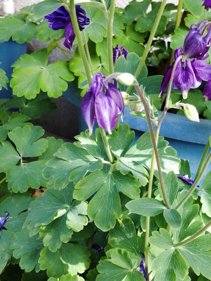 【春の道端の危険な雑草】ゾゾゾッ!下を向いて咲く花ですが、お顔の撮影が出来たよ♪やっぱり怖い~!